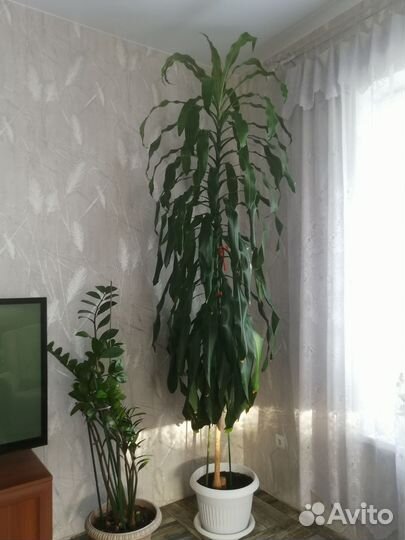 Драцена