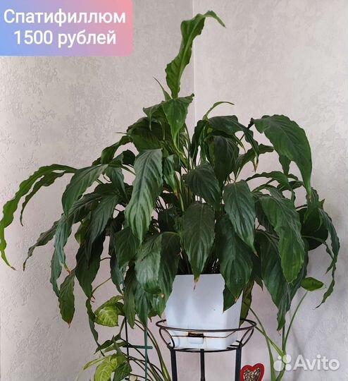 Комнатные цветы