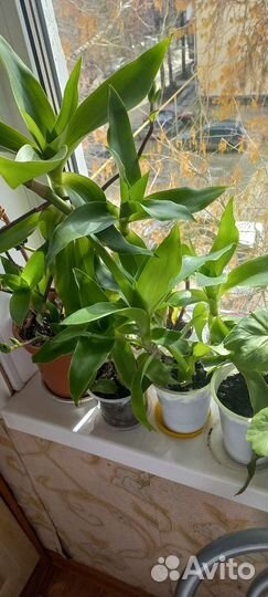 Золотой ус лечебный от 1000 болезней