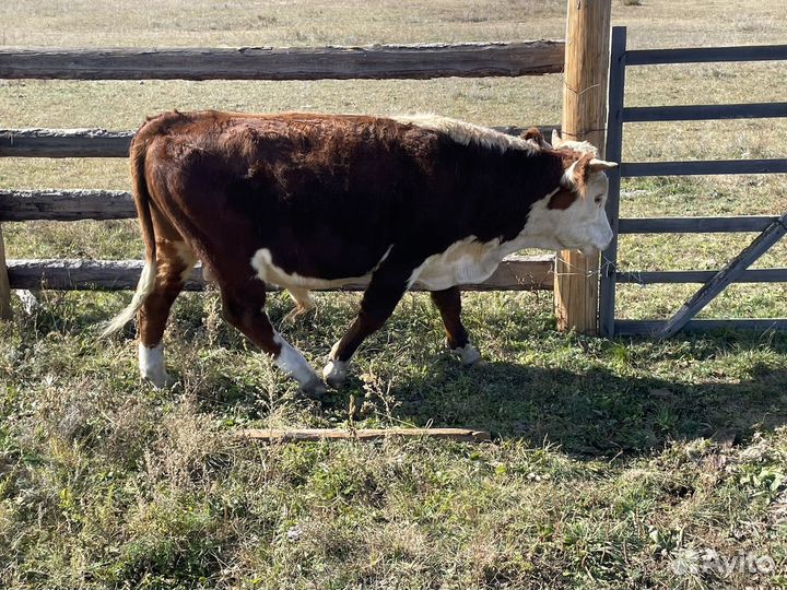 Быки на племя