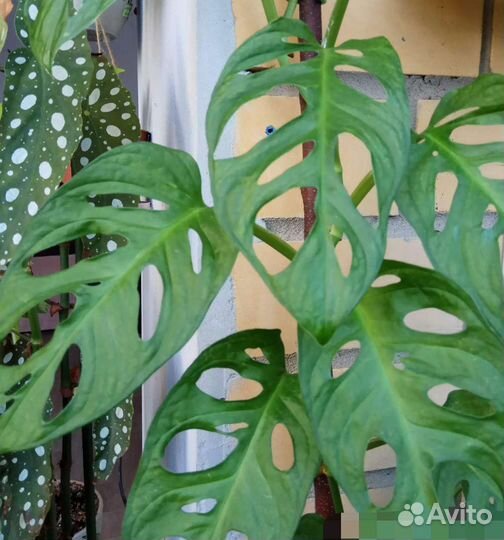 Разные комнатные