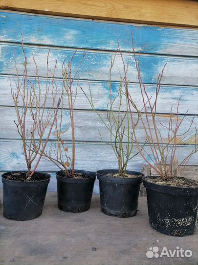 Саженцы голубики