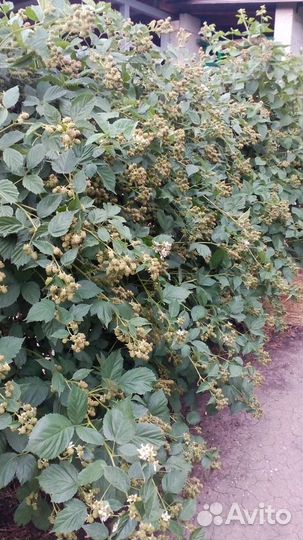 Саженцы ежевики