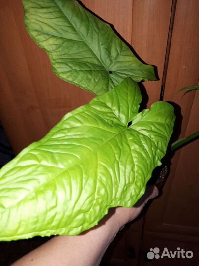 Бегония, сингониум