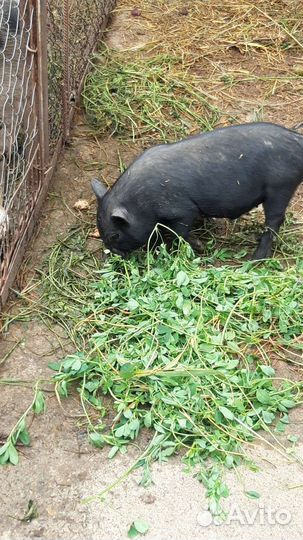 Вьетнамские вислобрюхие поросята, свинки