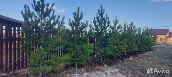 Сосны ели и много других видов