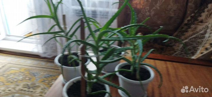 Алоэ лечебный