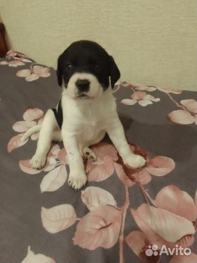 Щенки Пойнтер