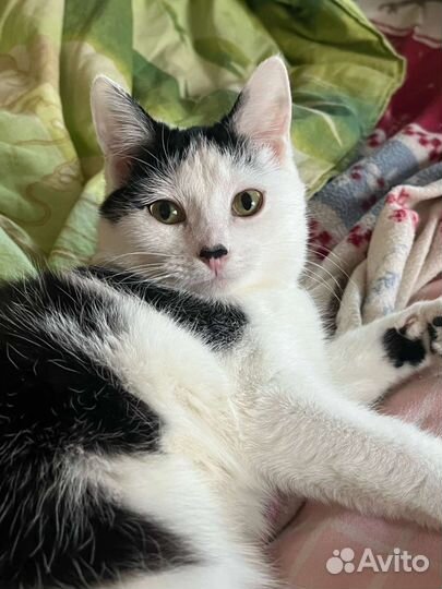 Кошка стерилизованная в добрые руки