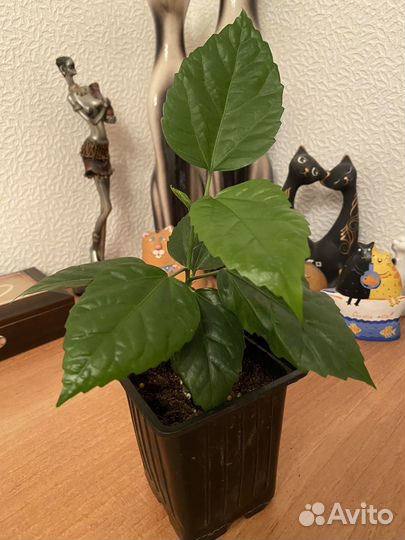 Гибискус махровый