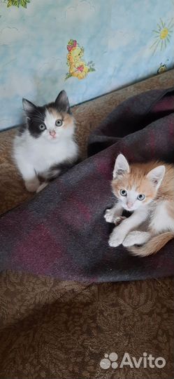 Котята 2,5 м примерно