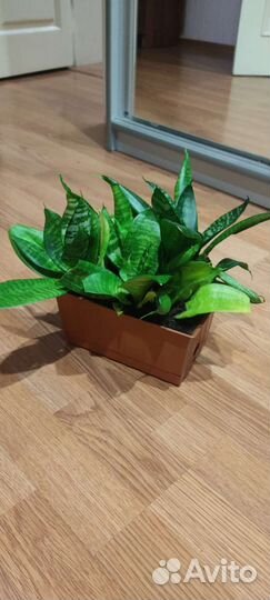 Сансевиерия