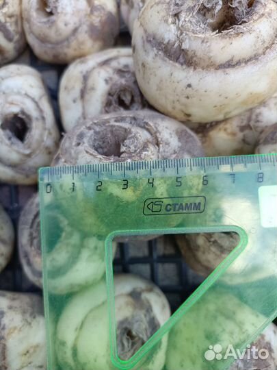 Рябчик императорский