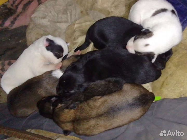Щенки
