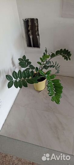 Замиокулькас долларовое дерево