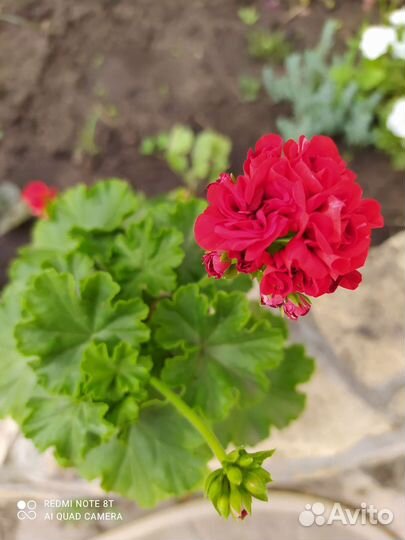 Герань сортовая розебудная