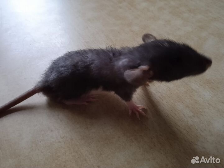 Крысы дамбо