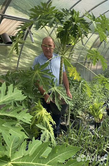 Питахайя и минипапайя-питомник:подарок любимым