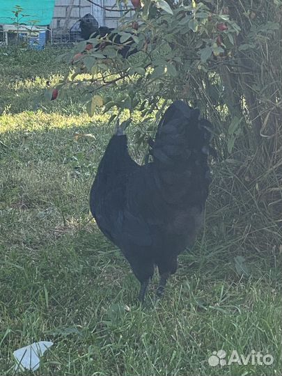 Ухейилюль петух