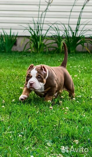 Американский булли щенки