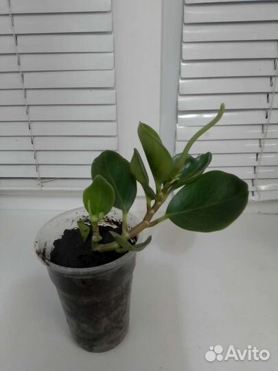 Пеперомия туполистная