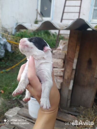 Собаки крысоловы