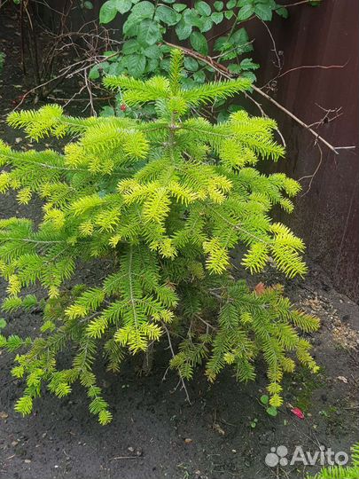 Кавказская пихта