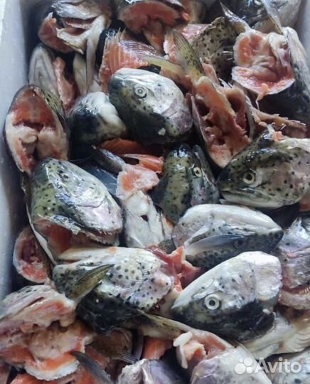 Рыба голву форель