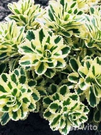 Почвопокровные растения