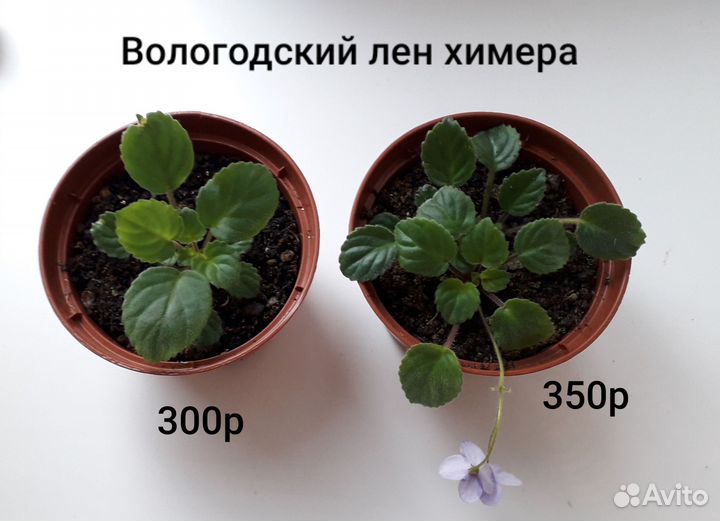 Фиалки-трейлеры укор. растения