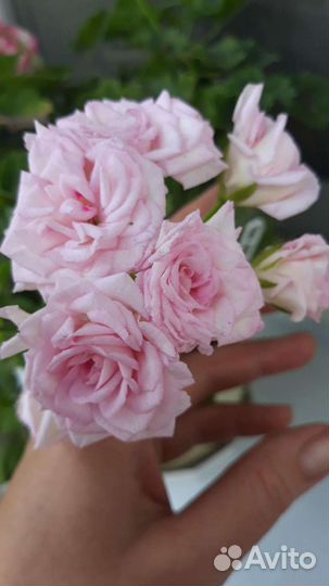 Комнатные цветы