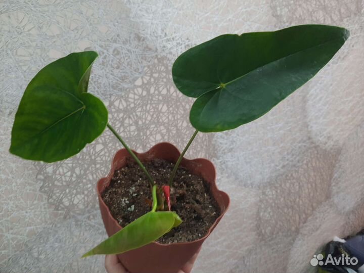 Антуриум Dakota