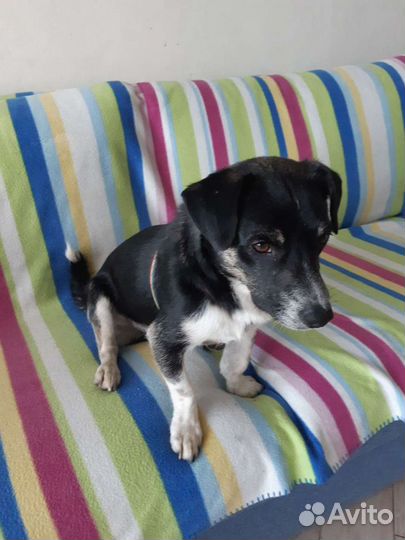 Молодой парень, мелкого размера в добрые руки