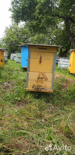 Улей с пчёлами