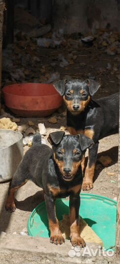 Щенки цвергпинчера