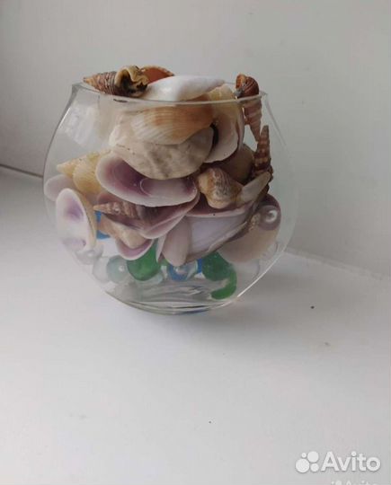 Черноморские ракушки