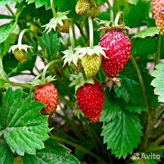 Ремонтантная земляника саженцы Арбеково