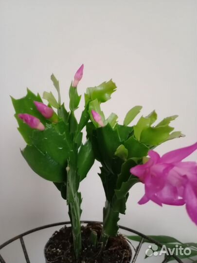 Декабрист шлюмбергера