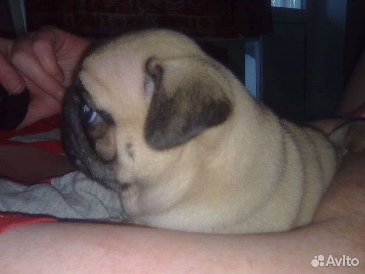 Щенки мопса