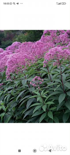 Крупные многолетники