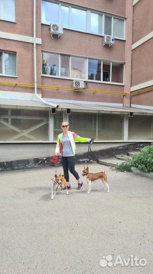 Выгул собак