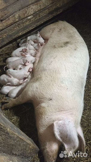 Поросята русская белая