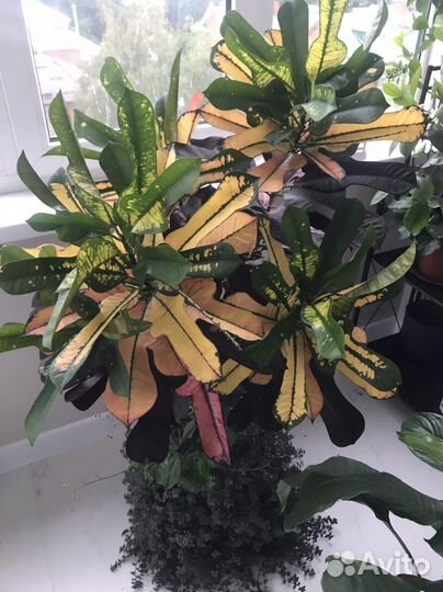 Кротон кодиеум