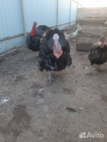 Индюк на племя