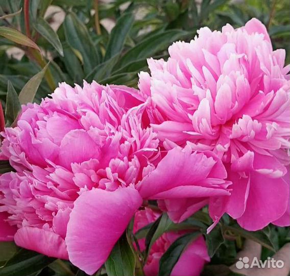 Пион 3 видов, корень