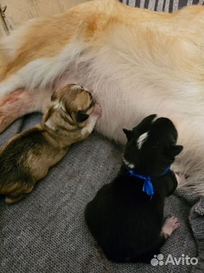 Щенок вeльш корги пемброк