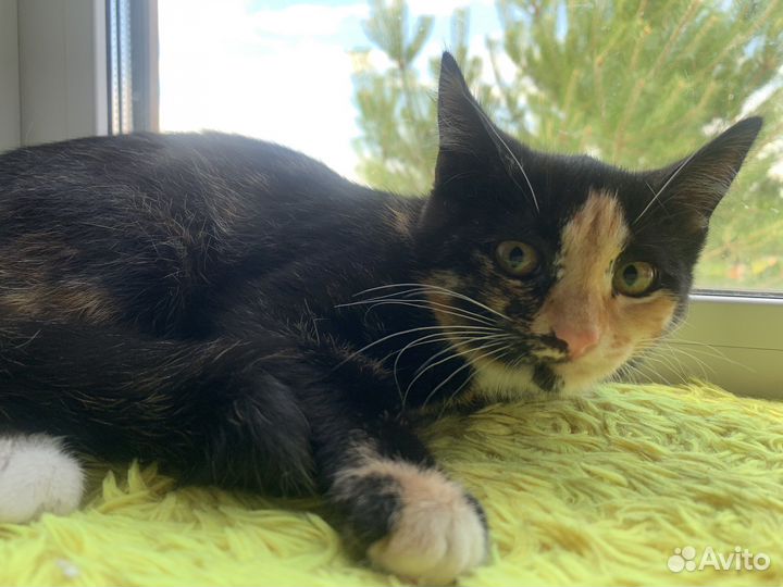 Котенок девочка богатка