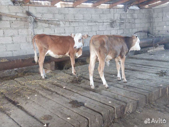 Бычок и телочка