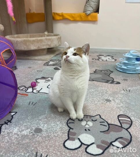 Передержка кошек / Зоогостиница