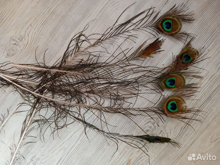 Перо павлина